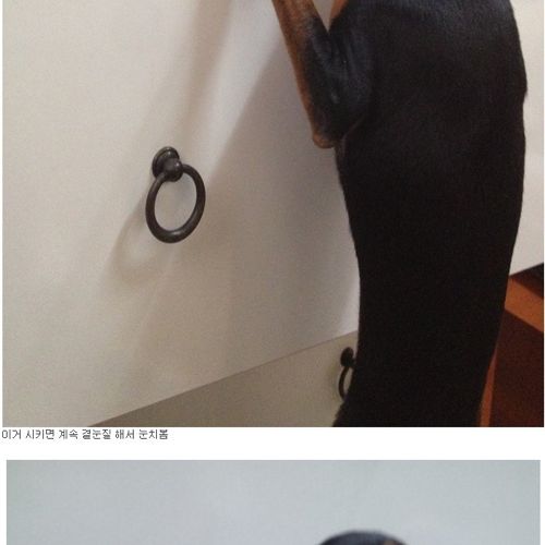 혈압오르는 만행.jpg