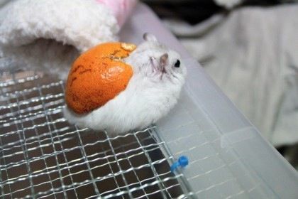 귤팽이.jpg