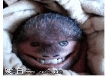 신종 두더쥐 발견.gif