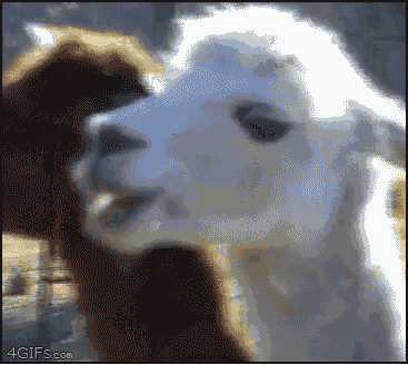 야 나도 한입만.gif