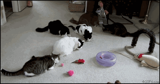 포cat볼.gif