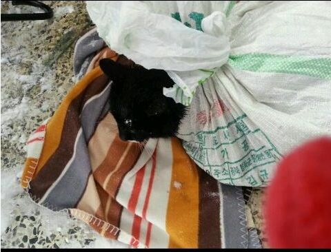 쓰레기통에 버려진 고양이.jpg