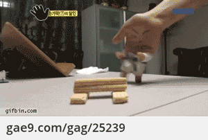 달인의 격파시범.gif