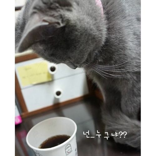 뽀글거리는 물이 신기한 냥이.jpg