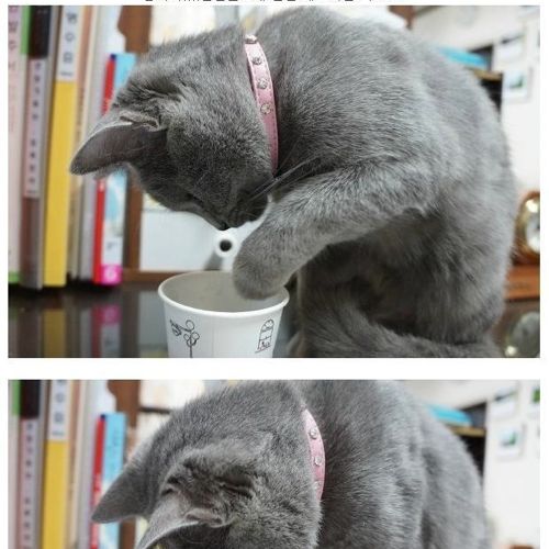 뽀글거리는 물이 신기한 냥이.jpg