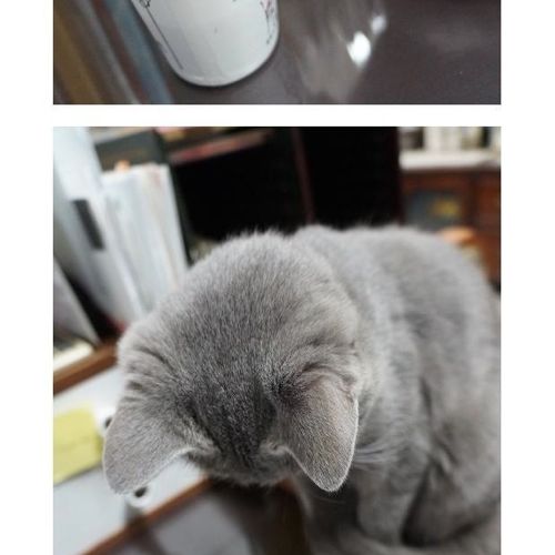뽀글거리는 물이 신기한 냥이.jpg