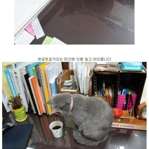 뽀글거리는 물이 신기한 냥이.jpg