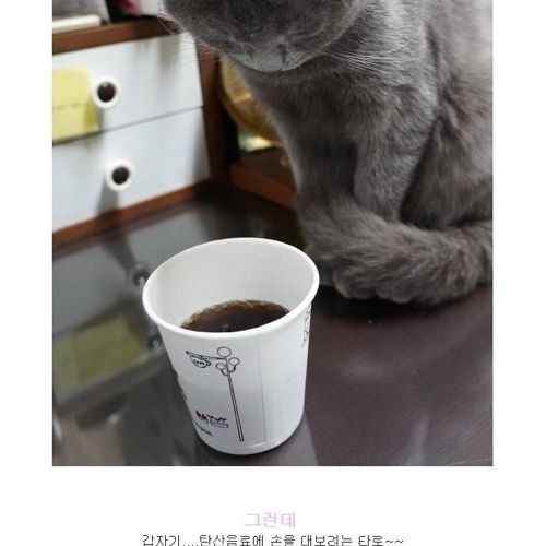 뽀글거리는 물이 신기한 냥이.jpg