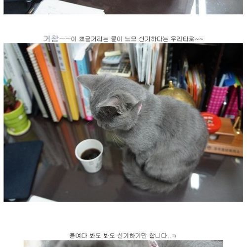 뽀글거리는 물이 신기한 냥이.jpg