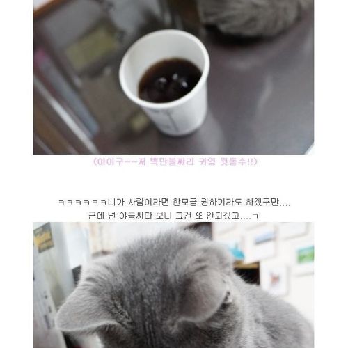 뽀글거리는 물이 신기한 냥이.jpg