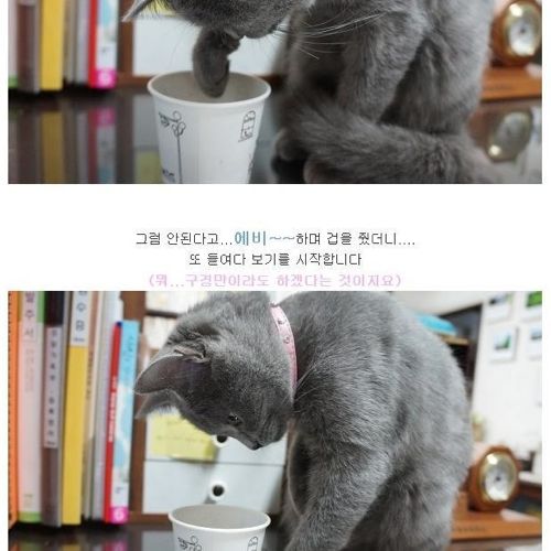 뽀글거리는 물이 신기한 냥이.jpg