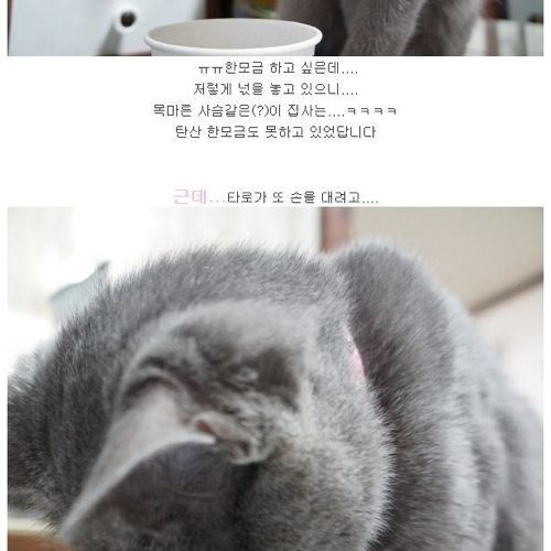 뽀글거리는 물이 신기한 냥이.jpg