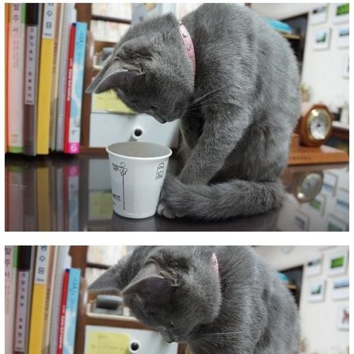 뽀글거리는 물이 신기한 냥이.jpg