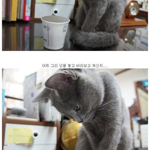 뽀글거리는 물이 신기한 냥이.jpg