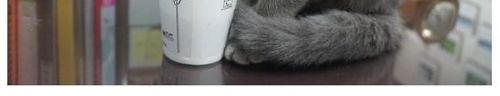 뽀글거리는 물이 신기한 냥이.jpg