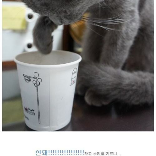 뽀글거리는 물이 신기한 냥이.jpg