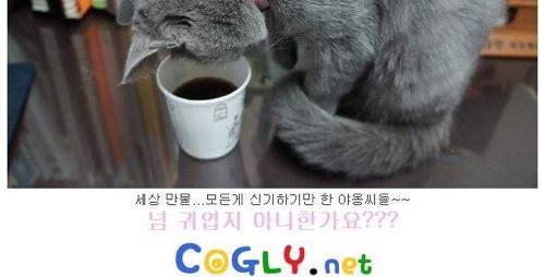 뽀글거리는 물이 신기한 냥이.jpg