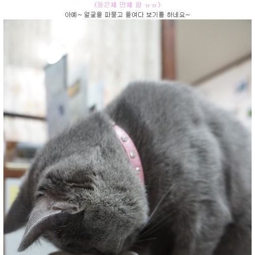 뽀글거리는 물이 신기한 냥이.jpg