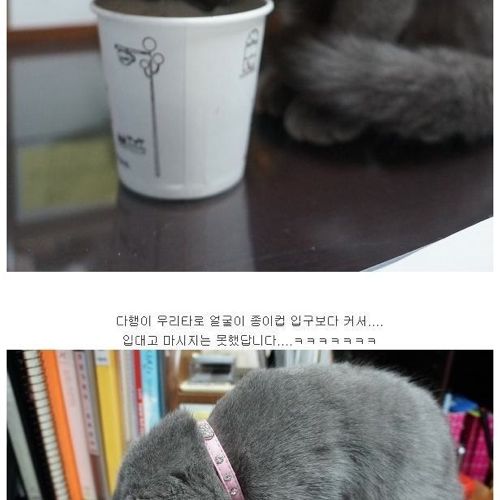 뽀글거리는 물이 신기한 냥이.jpg