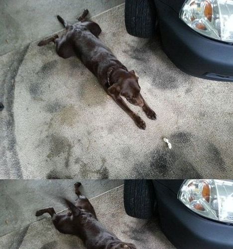 아앙대! 손이 안닿아!.jpg