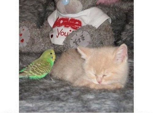 앵무와 냥이.jpg