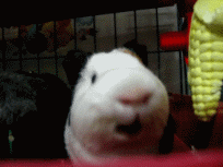호떡이 오호오홍 뜨거워.gif