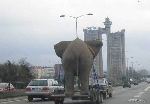 대륙의 코끼리 운송.jpg