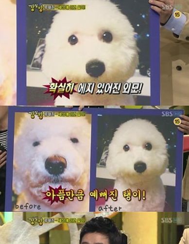 강아지도 쌍수해서 용 되는 세상