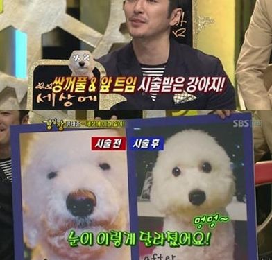 강아지도 쌍수해서 용 되는 세상