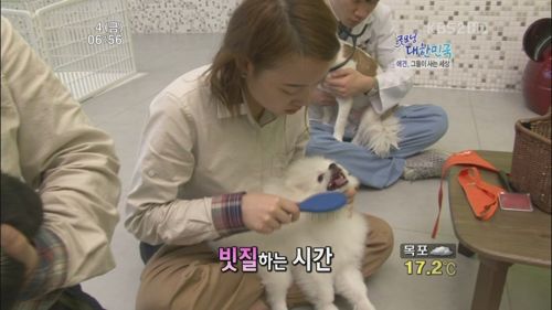애견 유치원.jpg