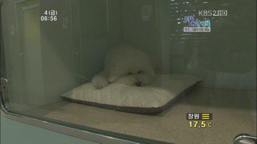 애견 유치원.jpg