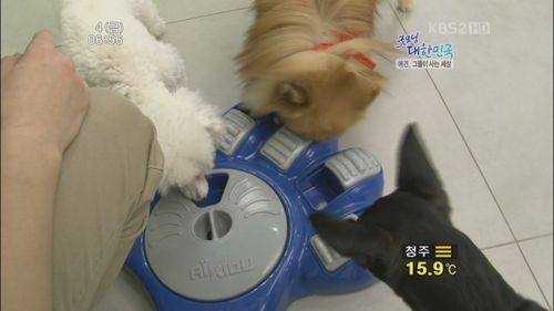 애견 유치원.jpg