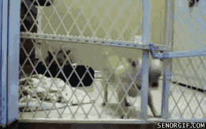 개고생.gif