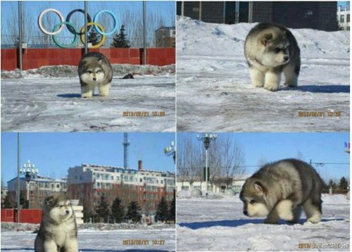 시베리안 곰스키.jpg