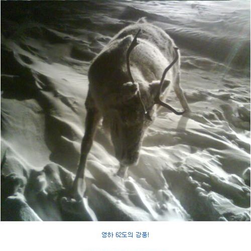 알래스카 강추위 의 위엄.jpg