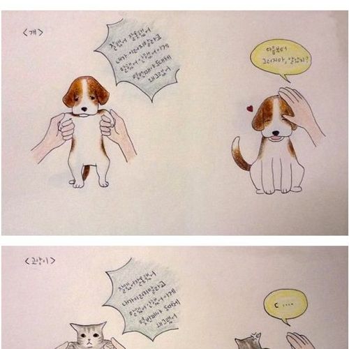 개와 고양이의 차이점.jpg