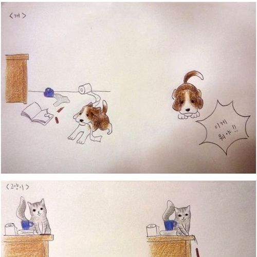 개와 고양이의 차이점.jpg