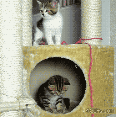흐갸갸갸냥.gif