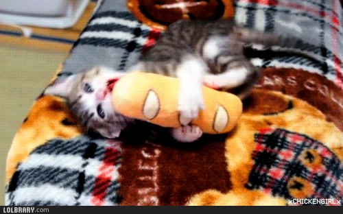 빵사주세요요요.gif