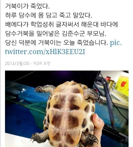 무개념 학부모 때문에 죽음을 당한 거북이