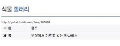식물갤 인증.jpg