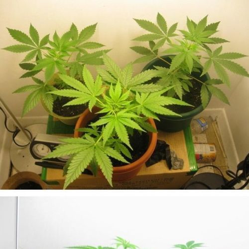 식물갤 인증.jpg