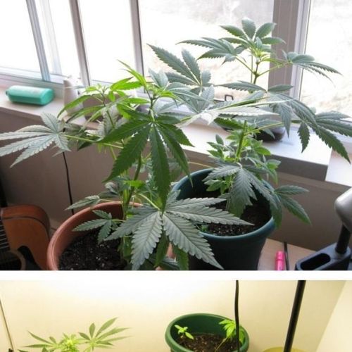 식물갤 인증.jpg