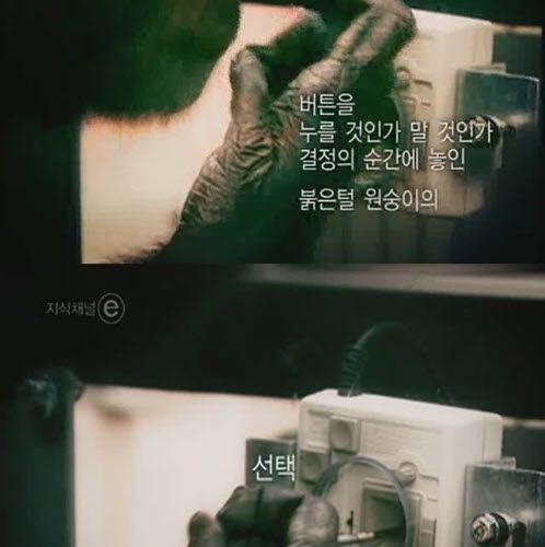 [스압]버튼을 누르지않는 이유