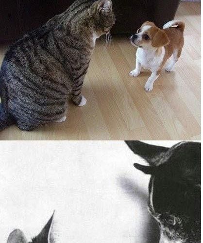 개와 고양이의 만남.jpg