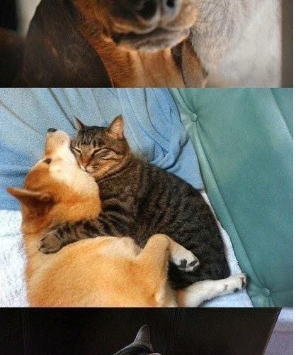 개와 고양이의 만남.jpg