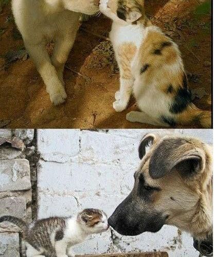 개와 고양이의 만남.jpg