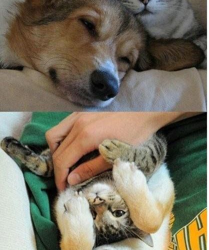 개와 고양이의 만남.jpg