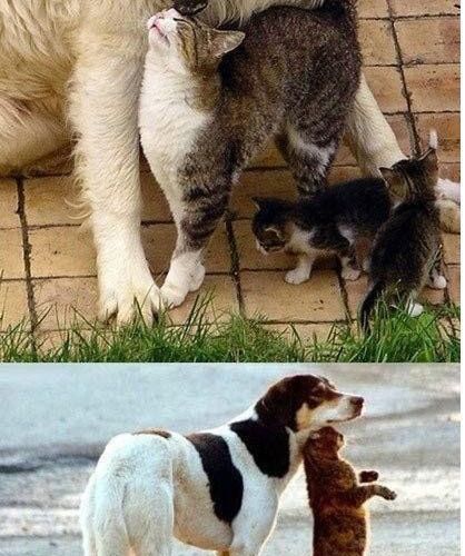 개와 고양이의 만남.jpg