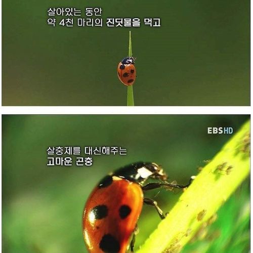 장래가 기대되는 여중생.jpg